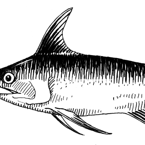 Swordfish PNG