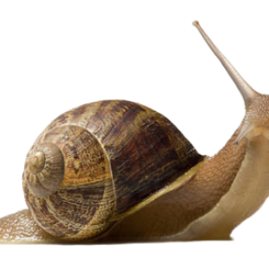 Snail PNG