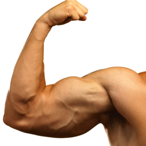 Muscle hand PNG