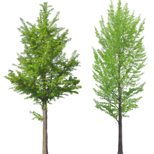 tree png image