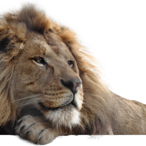 Lion PNG