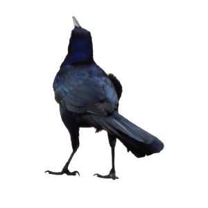 Raven PNG