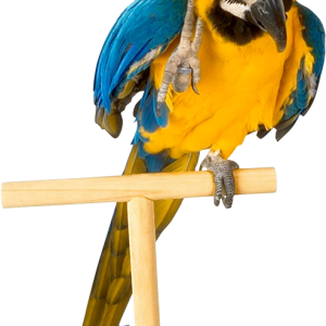 Parrot PNG image