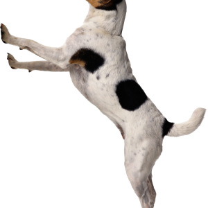 Dog PNG