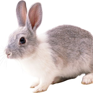 rabbit PNG