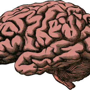 Brain PNG