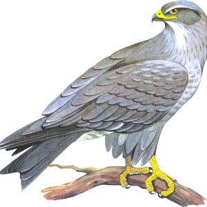 Falcon PNG
