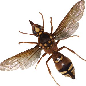 bug PNG image
