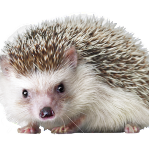 Hedgehog PNG