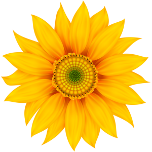 Sunflower PNG