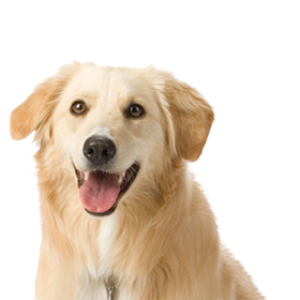 dog PNG image