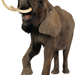Elephant PNG