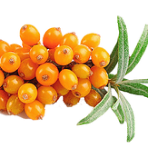 Sea buckthorn PNG