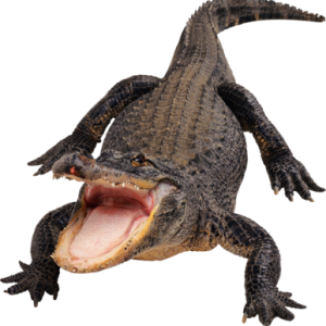 Crocodile PNG