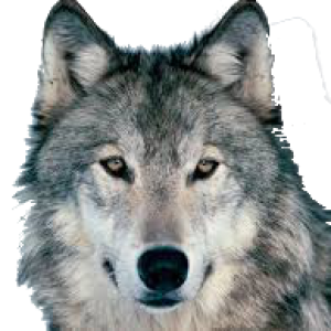 Wolf PNG