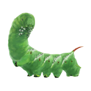 Caterpillar PNG