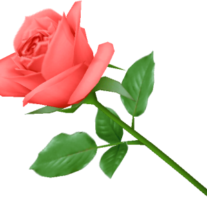 Pink rose png image, free picture download