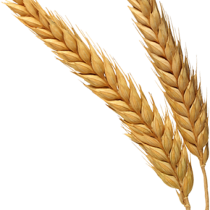 Wheat PNG