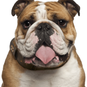 Bulldog PNG