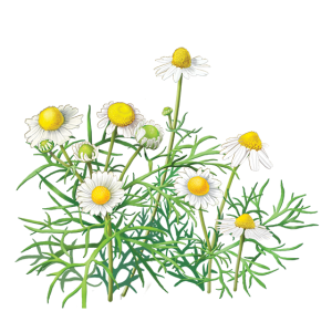 Camomile PNG image, free flower picture
