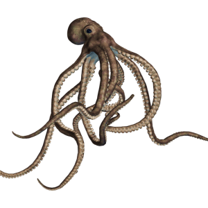 Octopus PNG