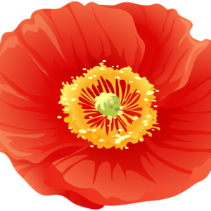Poppy flower PNG