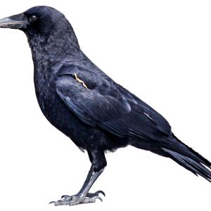 Crow PNG image
