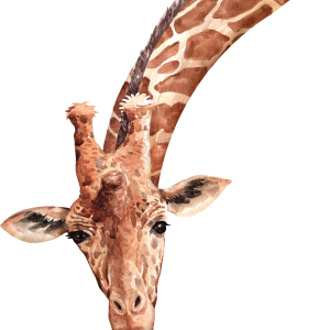 Giraffe PNG
