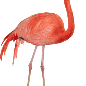 Flamingo PNG