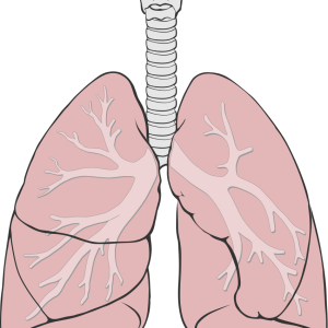 Lungs PNG