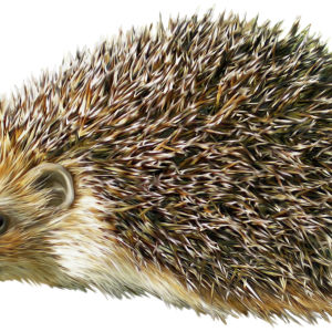 Hedgehog PNG