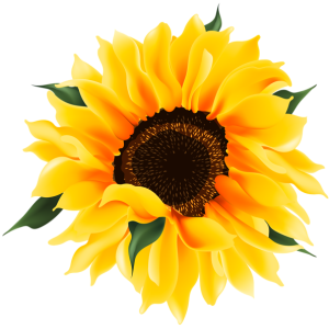 Sunflower PNG