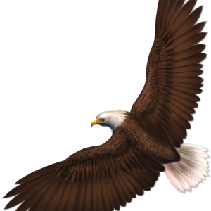 Eagle PNG image with transparency, free download