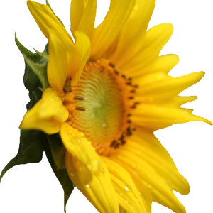 Sunflower PNG