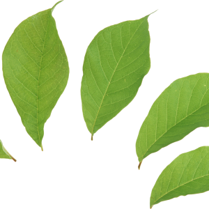 Green leaves picture PNG