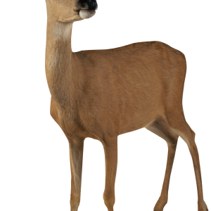 Deer PNG image