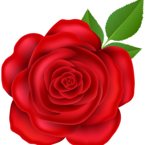 Rose PNG