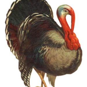 Turkey bird PNG