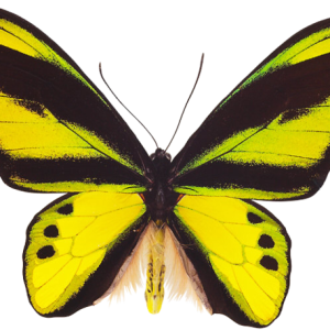 flying butterfly PNG image
