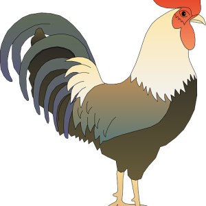 Cock PNG