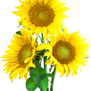 Sunflower PNG
