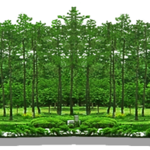 Forest PNG
