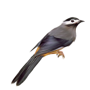 Bird PNG