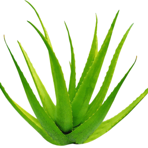 Aloe vera PNG