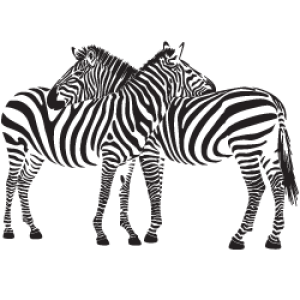 Zebra PNG image