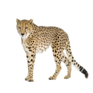 Cheetah PNG