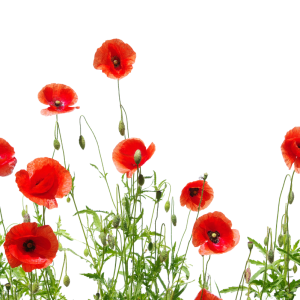 many poppies flower PNG