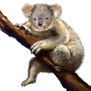 Koala PNG