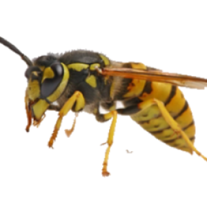 Wasp PNG
