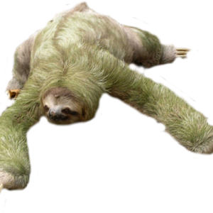 Sloth PNG